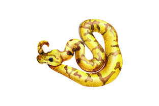 Ball Python - Watercolor
