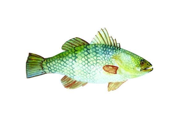 Barramundi Watercolor Art for Australian Crafts