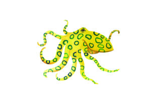 Blue Ringed Octopus Watercolor: An Embroidery Designer’s Review
