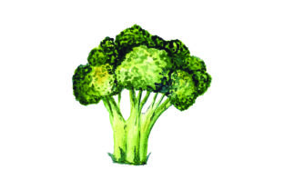 Broccoli - Watercolor Style for Food Amp Crafts