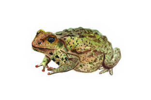 Cane Toad Watercolor for Australian Crafts Branding