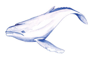 Humpback Whale in Watercolor: Crafts & Animals Art