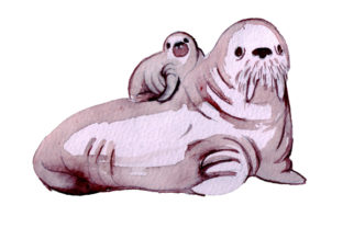 Mom and Baby Walruses in Watercolor Crafts