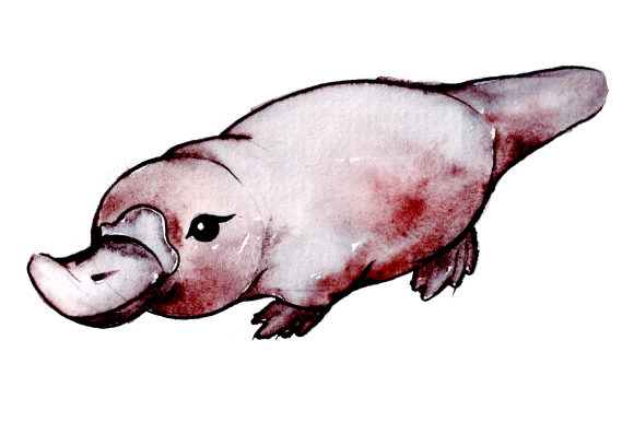 Platypus in Watercolor Style: Australian Crafts & Design Review