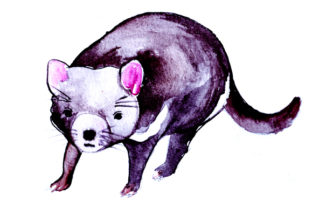 Tasmanian Devil in Watercolor Style for Australian Crafts