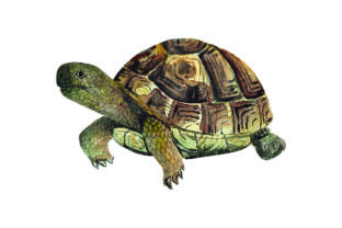 Tortoise Watercolor: Animal Crafts & DIY